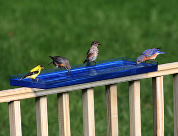 Bird Bath Tray
