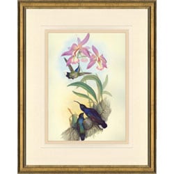 'Gould Hummingbird Print II' Framed Print