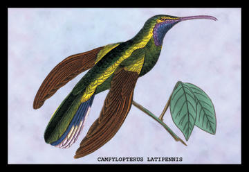 Buyenlarge 152567P2030 Hummingbird  Campylopterus Latipennis 20x30 poster