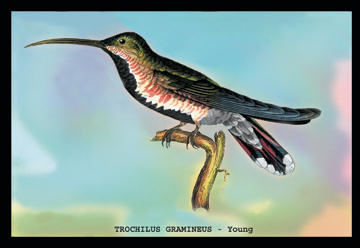 Buyenlarge 152559P2030 Hummingbird  Trochilus Gramineus  Young 20x30 poster