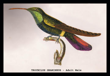 Buyenlarge 152540P2030 Hummingbird  Trochilus Gramineus 20x30 poster