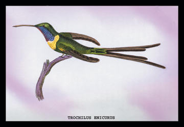 Buyenlarge 152532P2030 Hummingbird  Trochilus Enicurus 20x30 poster