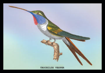 Buyenlarge 152524P2030 Hummingbird  Trochilus Vesper 20x30 poster