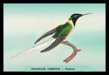 Buyenlarge 152516P2030 Hummingbird  Trochilus Cornutus  Female 20x30 poster