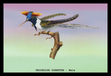 Buyenlarge 152508P2030 Hummingbird  Trochilus Cornutus  Male 20x30 poster