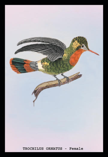 Buyenlarge 152494P2030 Hummingbird  Trochilus Ornatus  Female 20x30 poster