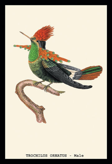 Buyenlarge 152486P2030 Hummingbird  Trochilus Ornatus  Male 20x30 poster