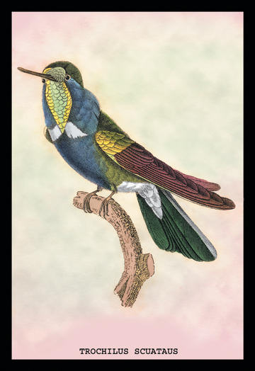Buyenlarge 152478P2030 Hummingbird  Trochilus Scuataus 20x30 poster