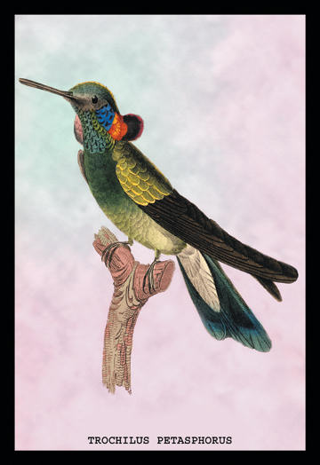 Buyenlarge 15246xP2030 Hummingbird  Trochilus Petasphorus 20x30 poster