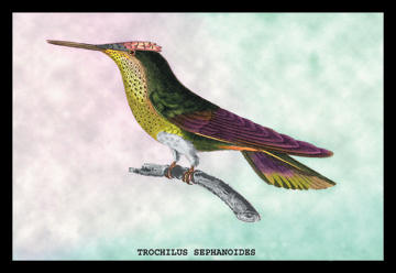 Buyenlarge 152451P2030 Hummingbird  Trochilus Sephanoides 20x30 poster