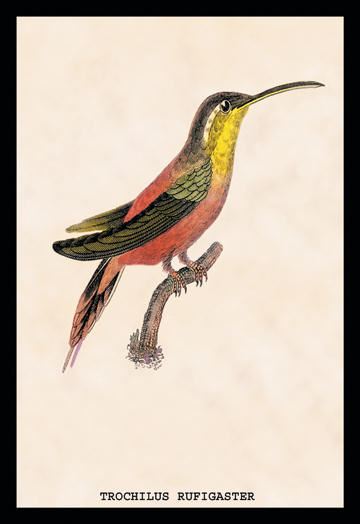 Buyenlarge 152443P2030 Hummingbird  Trochilus Rufigaster 20x30 poster