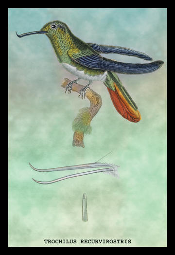 Buyenlarge 152435P2030 Hummingbird  Trochilus Recurvirostris 20x30 poster