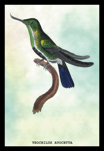 Buyenlarge 152427P2030 Hummingbird  Trochilus Avocetta 20x30 poster