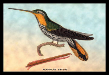 Buyenlarge 152419P2030 Hummingbird  Ramphodon Naevius 20x30 poster