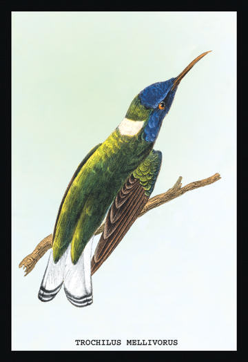 Buyenlarge 152370P2030 Hummingbird  Trochilus Mellivorous 20x30 poster