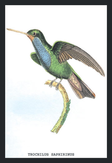 Buyenlarge 152354P2030 Hummingbird  Trochilus Saphirinus 20x30 poster