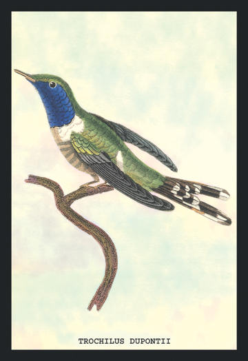 Buyenlarge 152346P2030 Hummingbird  Trochilus Dupontii 20x30 poster