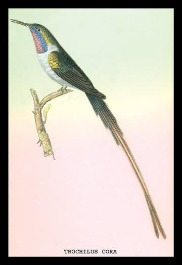 Buyenlarge 152338P2030 Hummingbird  Trochilus Cora 20x30 poster