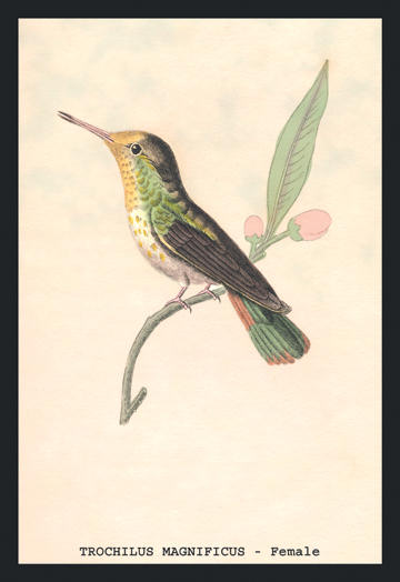 Buyenlarge 152311P2030 Hummingbird  Trochilus Magnificus  Female 20x30 poster