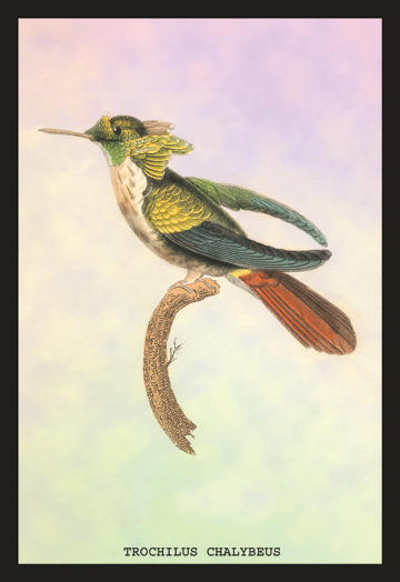 Buyenlarge 15229xP2030 Hummingbird  Trochilus Chalybeus 20x30 poster