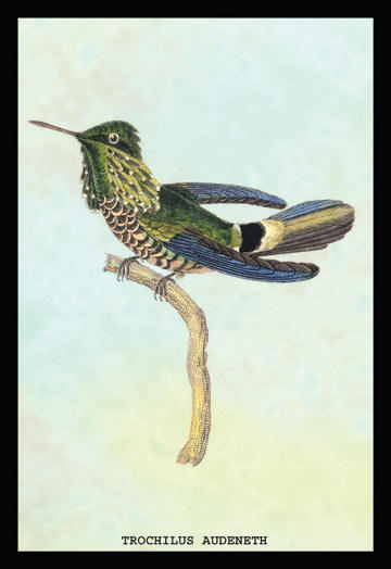 Buyenlarge 152281P2030 Hummingbird  Trochilus Audeneth 20x30 poster