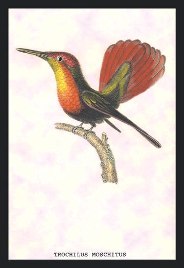 Buyenlarge 152273P2030 Hummingbird  Trochilus Moschitus 20x30 poster