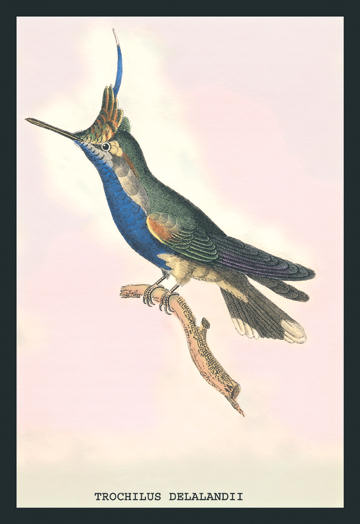 Buyenlarge 152265P2030 Hummingbird  Trochilus Delandii 20x30 poster