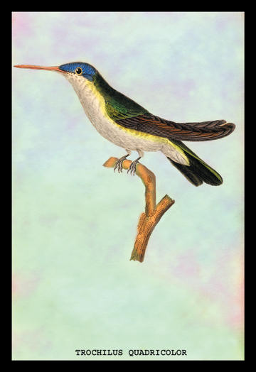 Buyenlarge 152257P2030 Hummingbird  Trochilus Quadricolor 20x30 poster