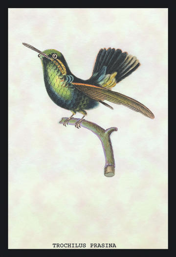 Buyenlarge 152249P2030 Hummingbird  Trochilus Prasina 20x30 poster