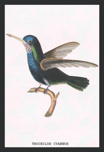 Buyenlarge 152230P2030 Hummingbird  Troceilus Cyaneus 20x30 poster