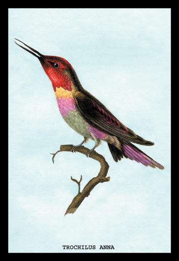 Buyenlarge 152222P2030 Hummingbird  Trochilus Anna 20x30 poster