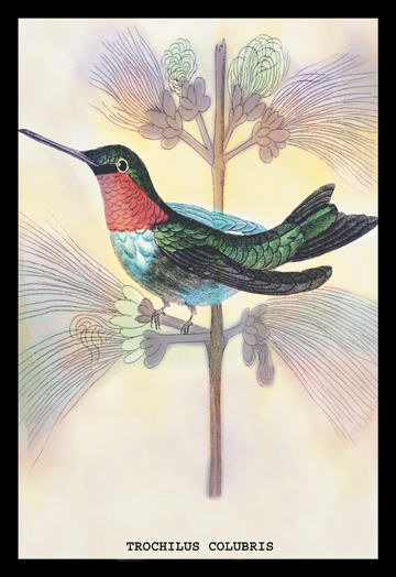 Buyenlarge 152214P2030 Hummingbird  Trochilus Colubris 20x30 poster