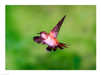 PVT/Superstock SAL1554174 Closeup of a Rufous hummingbird flying 24 x 18 Poster Print