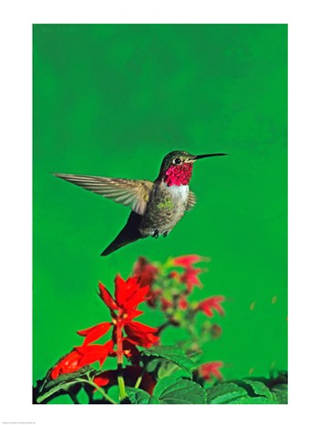 PVT/Superstock SAL1554259 BroadTailed hummingbird hovering over flowers#44; Arizona#44; USA 18 x 24 Poster Print