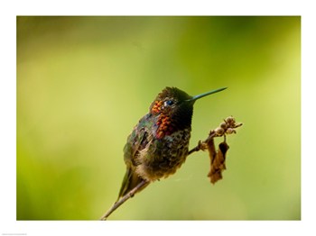 PVT/Superstock SAL1465246 Closeup of a Hummingbird perching on a branch 24 x 18 Poster Print