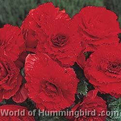 Hummingbird Garden Catalog: Begonia