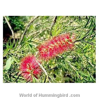 Hummingbird Garden Catalog: Bottlebrush