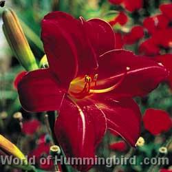Hummingbird Garden Catalog: Daylily
