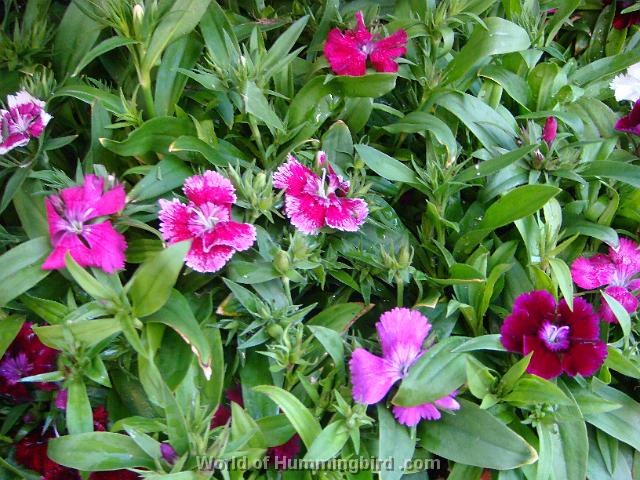 Hummingbird Garden Catalog: Dianthus