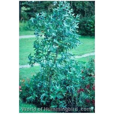 Hummingbird Garden Catalog: Eucalyptus