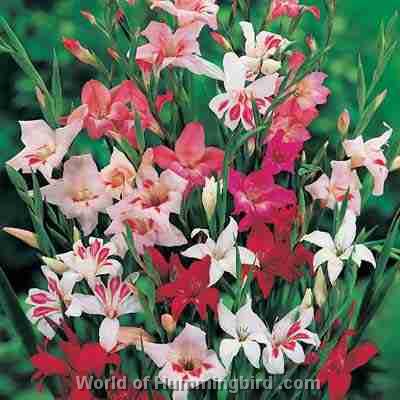 Hummingbird Garden Catalog: Gladiolus