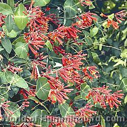 Hummingbird Garden Catalog: Honeysuckle