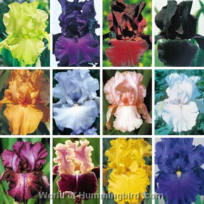 Hummingbird Garden Catalog: Iris
