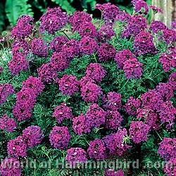 Hummingbird Garden Catalog: Verbena