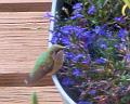 Hummingbird Garden Photo: Lobelia