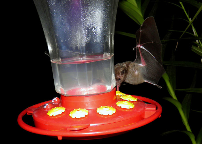 A bat caught in the act by Dr. Raul Erazo, MD of Colombia.  6/11/2012