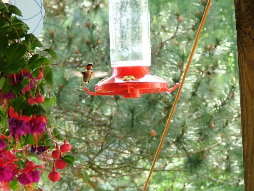 Hummingbird Photo: 130