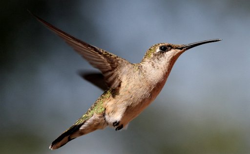 Hummingbird Photo: 23