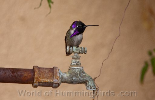 Hummingbird Photo: 4