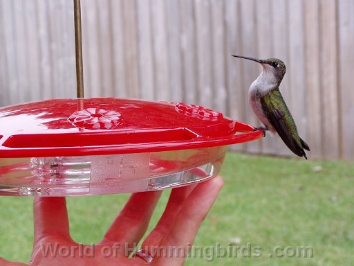 Hummingbird Photo: Feeder_in_hand-small